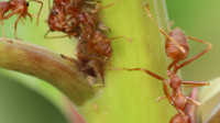 Ant Control