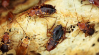 Cockroach Exterminator