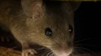 Rodent Control