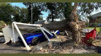 Storm Damage Tree Cleanup